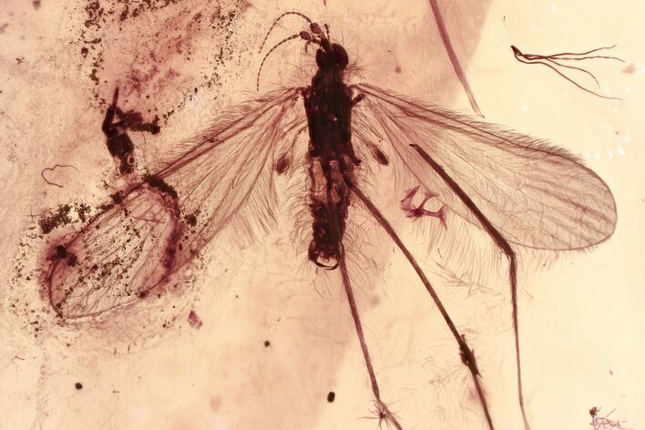 Detailed Fossil Crane Fly (Limoniidae) In Baltic Amber #381332